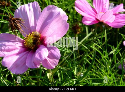 Violette Blume einer Blume namens `Schmuckkorb` Stockfoto